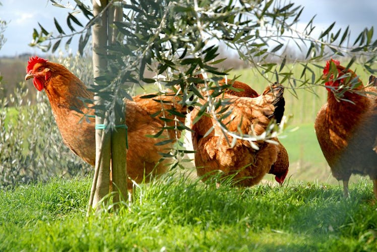 Le galline, animali di fattoria