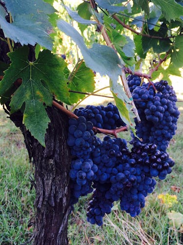 The estate produces its own sangiovese grapes for its Chianti DOCG wine