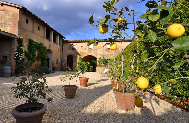 Agriturismo Marciano - Courtyard with Lemon Trees