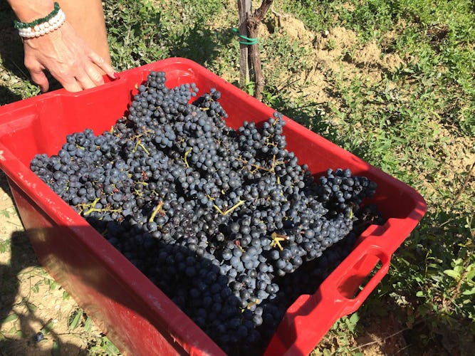 Agriturismo Piettorri - Grape Harvest