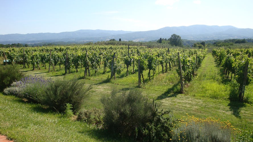 Vineyards San Jacopo