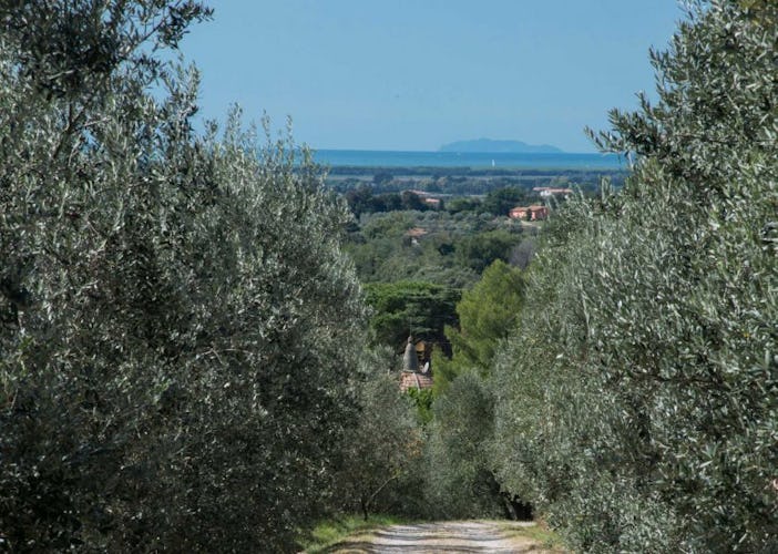 Visit the beaches, olive groves, vineyards & small hamlets of Tuscany