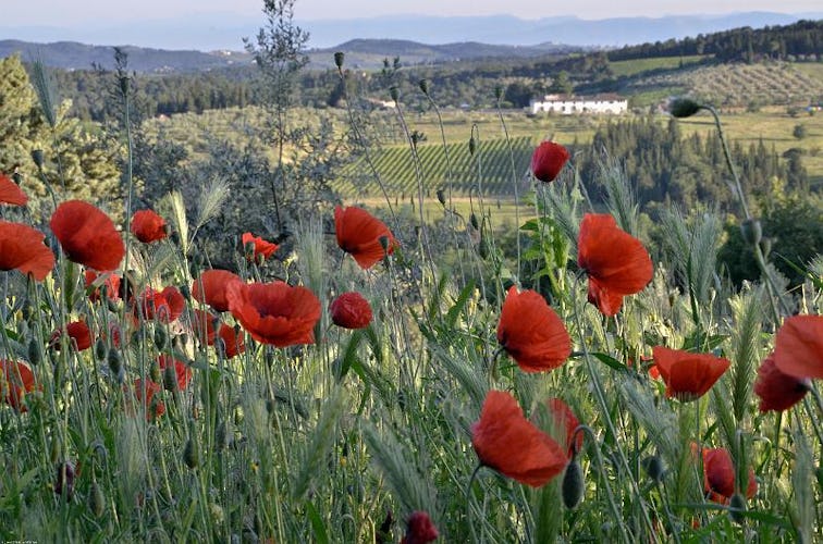 In the Chianti countryside, you will find silence, relax and charm