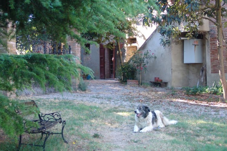 The common garden with the friendly dog of the owner