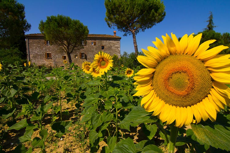 Agriturismo Il Molinello - Sunflowers in Tuscany