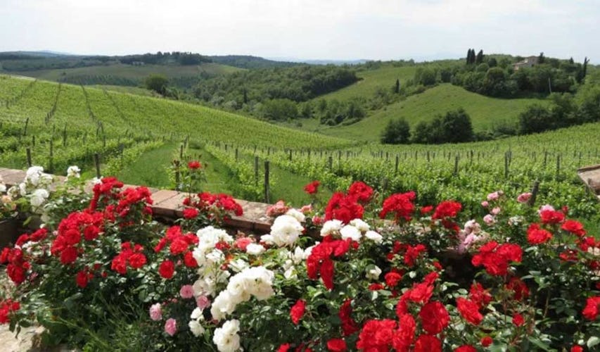 Stunning views of the Chianti vineyards and flora