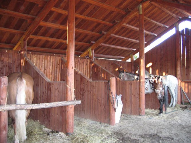 Agriturismo Borgo Tramonte cavalli