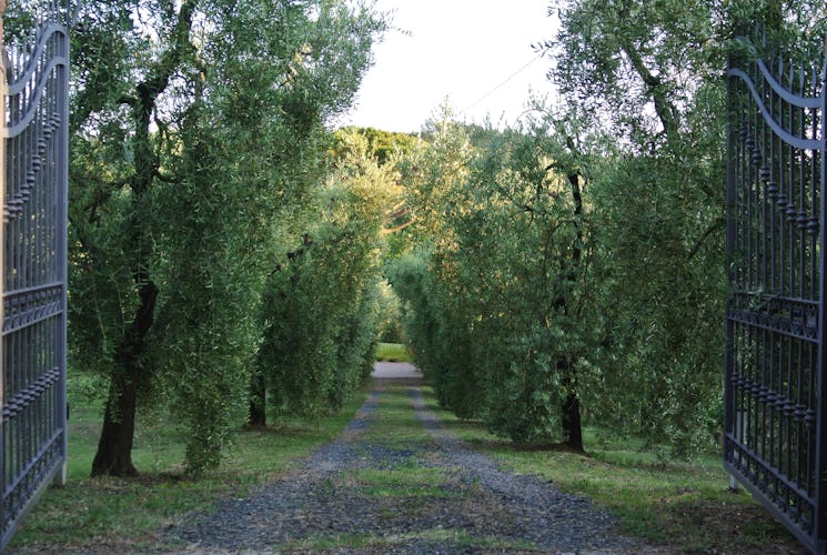 Campo del Rosario: Olive trees
