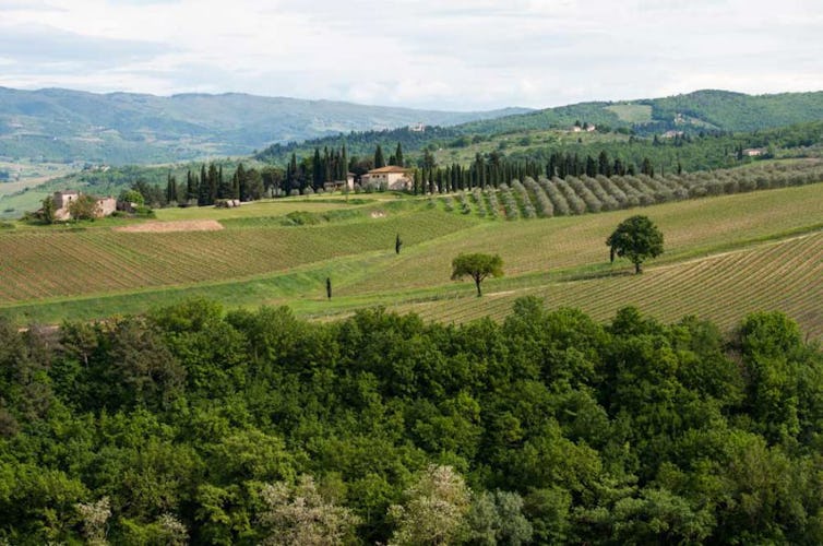 Classical Tuscan panoramas of vineyards and olive groves