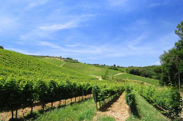 Over 70 hectacres in Tuscany near San Gimignano of vineyards & olives