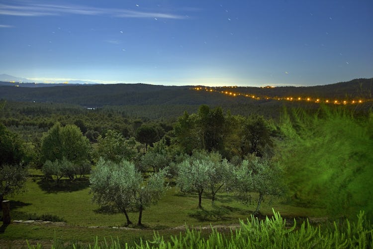 Agriturismo Podere Argena: il verde argenteo degli olivi che circondano gli appartamenti