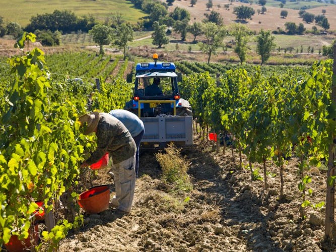 Poderi Firenze: people at work on vineyards