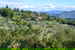 Agricola Poderino - Among the Olive Trees