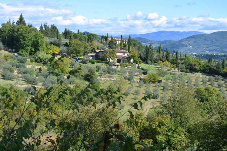 Agricola Poderino - Among the Olive Trees