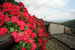Flowers at Barbicaio