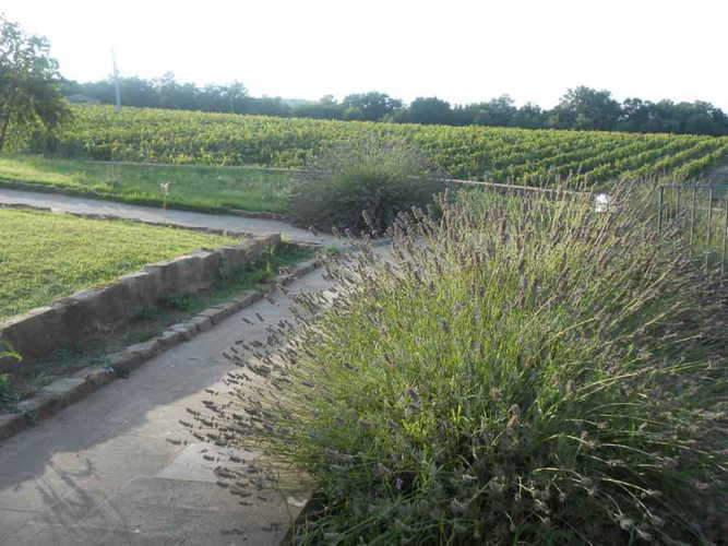 Set in a fully functional farm, enjoy the perfume of lavendar