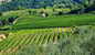 Cesaniigne intorno all'Agriturismo Cesani