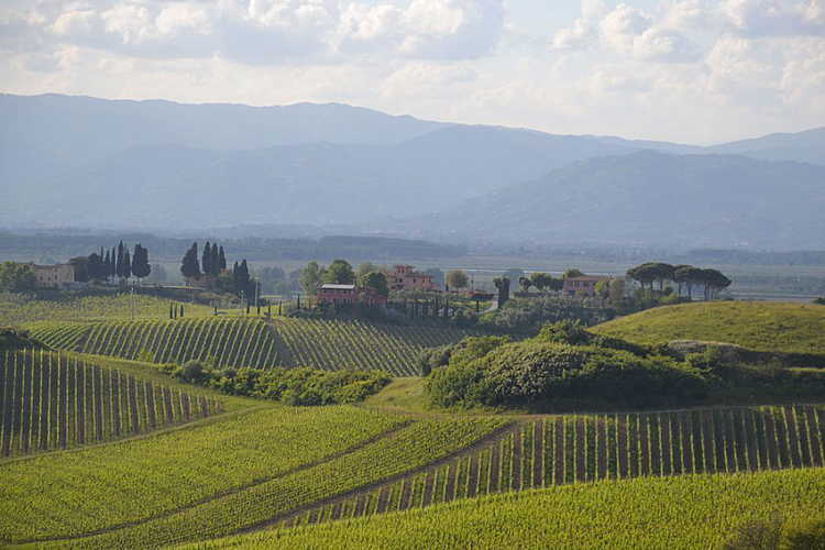 Filari di vigneti caratterizzano il paesaggio tipico di Toscana