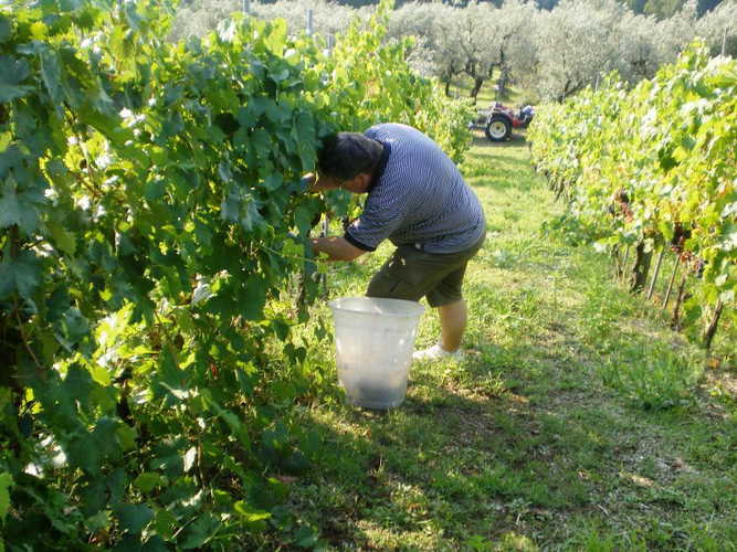 Ask about the wine production at Agriturismo Casa Italia