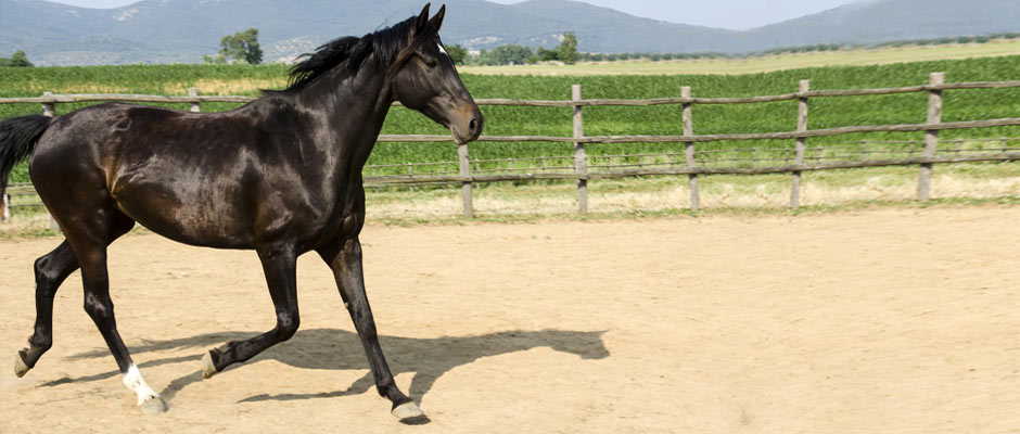 Al Melograno vengono allevati cavalli da competizione