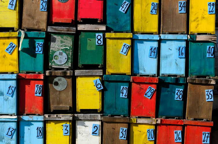 Le coloratissime casine delle api