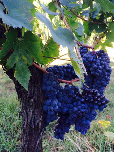 L'azienda produce il sangiovese per fare il vino Chianti DOCG