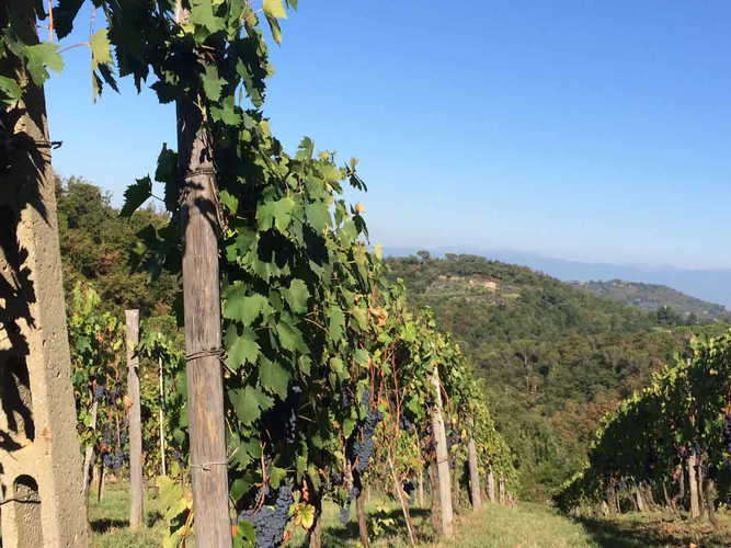 Agriturismo La Tinaia - Situato a breve distanza a piedi dai ristoranti