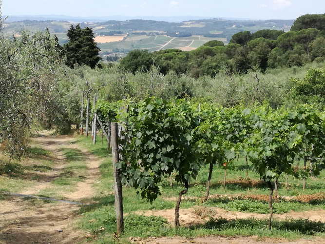 Gli appartamenti hanno vedute di tutti i vigneti