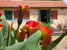 Quiet enivronment for your Tuscan Holidays at Agriturismo Le Pianore