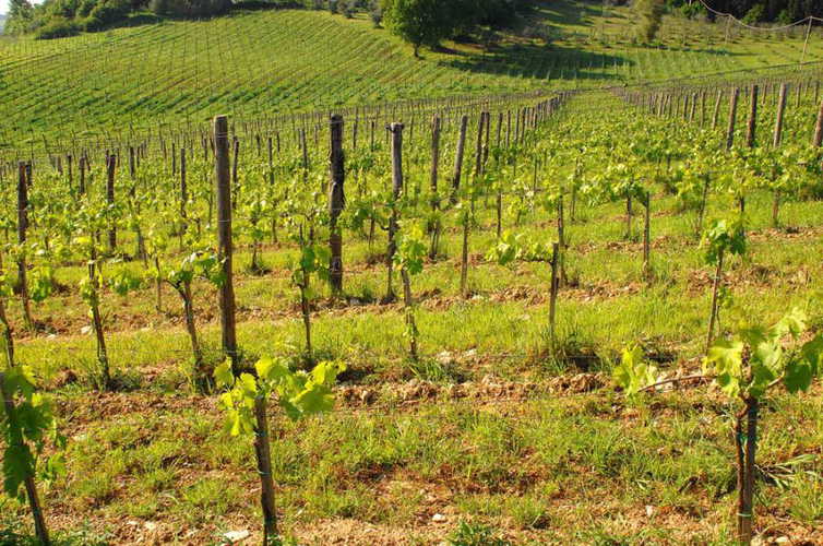 Immerse yourself in the green hills of Siena and Agriturismo Marciano