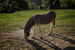 Donkey...looking for cuddles!