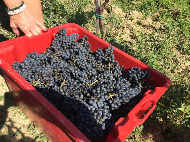 Agriturismo Piettorri - La vendemmia a cui Ã¨ possibile partecipare