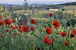 In the Chianti countryside, you will find silence, relax and charm