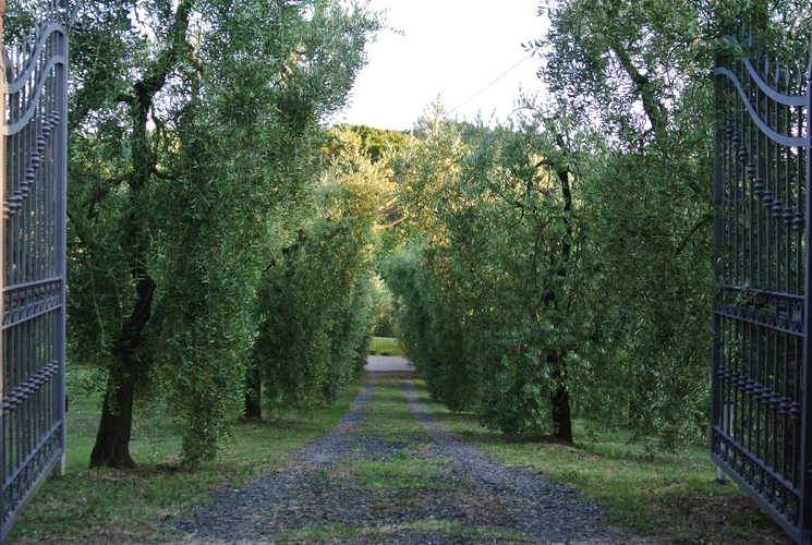Campo del Rosario: Olive trees