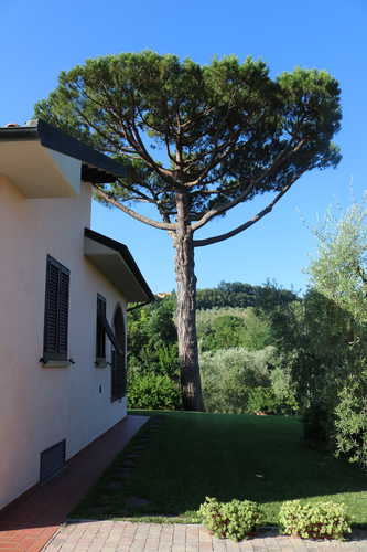 Campo del Rosario - Pine Tree