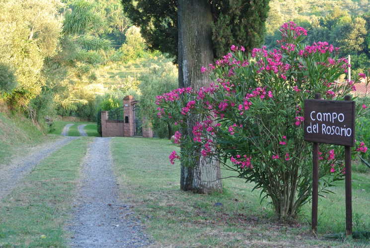 Campo del Rosario - Summer Flowers