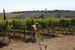 camporsevoli-cetona_15