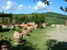 Agriturismo Casa dei Girasoli - Le verdi distese che circondano l'agriturismo, una piacevole alternanza di vigneti, oliveti e girasoli