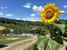 Agriturismo Casa dei Girasoli, immerso in un paesaggio dominato dai colori e dai profumi dei girasoli