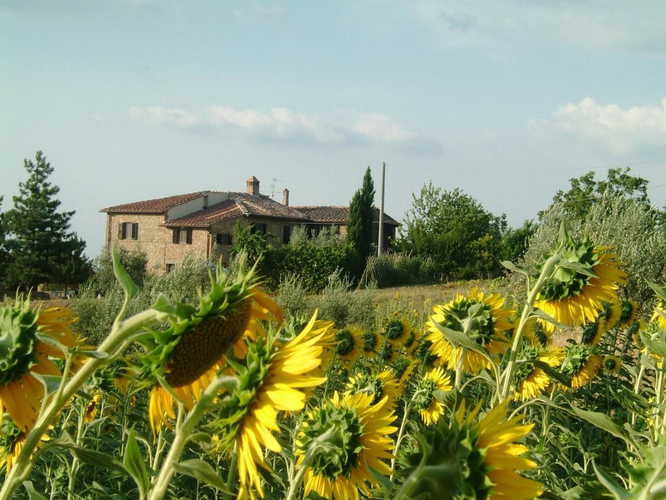 Agriturismo Casa dei Girasoli - Circondato dai girasoli