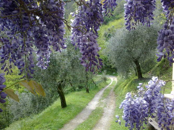 L'oliveto che circonda Casale Bozzo