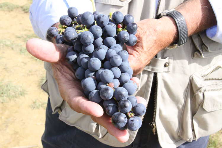 Fattoria Pagnana: grapes in Tuscany