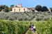      Fattoria Pagnana: vacation on a vineyard