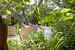 The garden