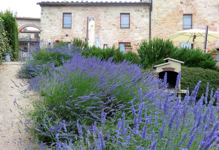 Il rigoglioso rosmarino 