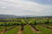 Ask the owners about their olive oil and fresh veggie garden