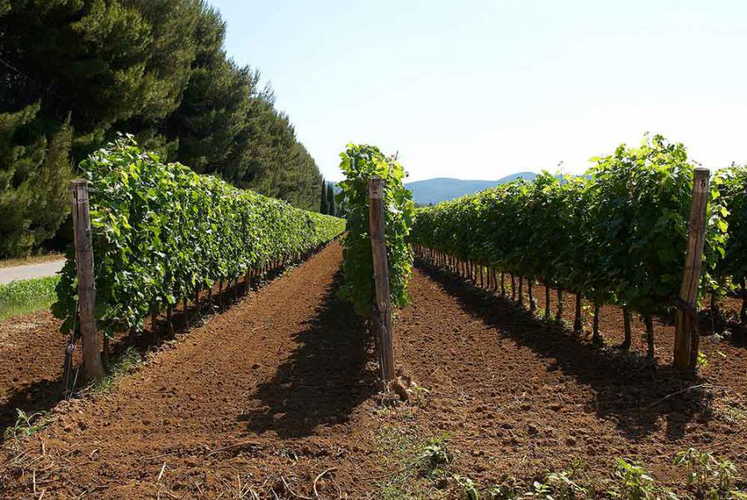 Podere Conte Novello is part of the landscape, a typical Tuscan view