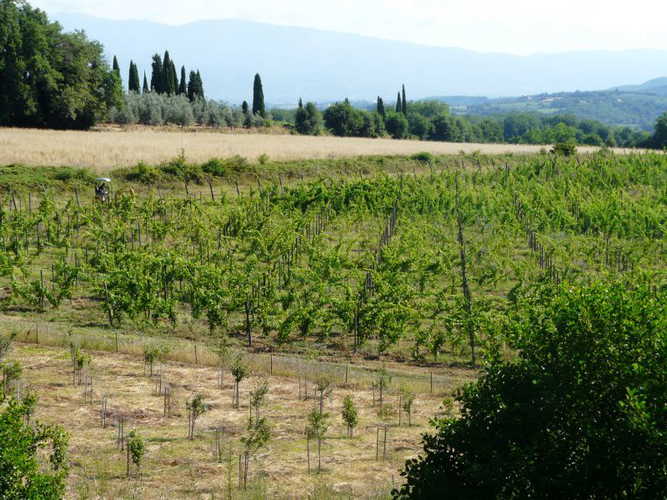 Vineyard Poggio Cennina