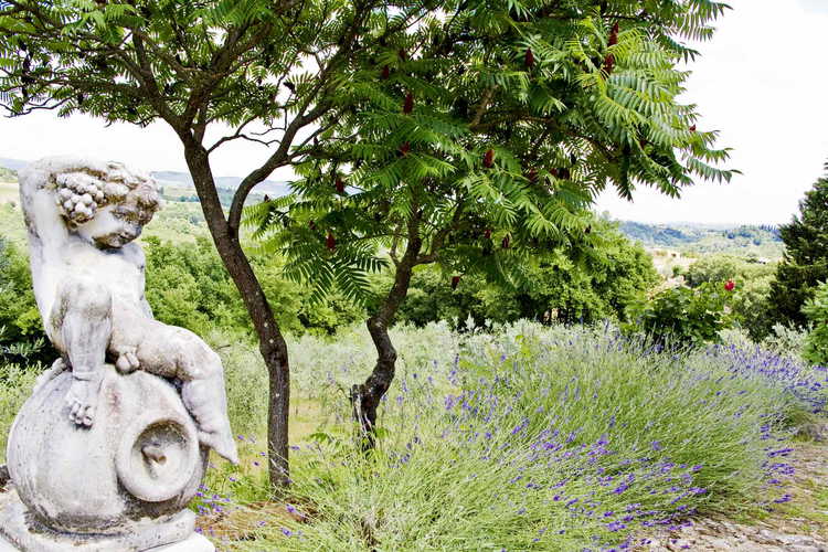 Sant Andrea Cellole - Il profumo di lavanda inebria l'atmosfera 