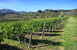 Vineyards around Torre a Cona farmhouse